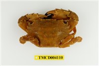 藏品(鈍齒短槳蟹)的圖片